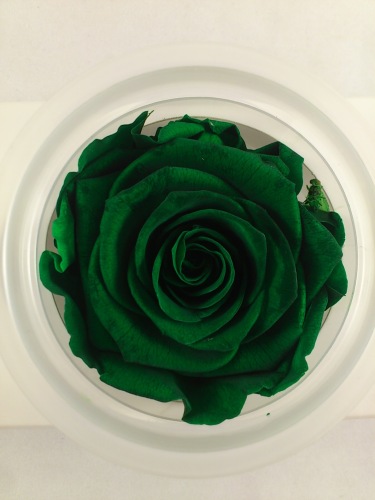 Preserved rose XL Ø 6-6.5 cm emerald green